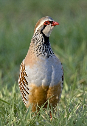 Red-legged Partridge DM0557